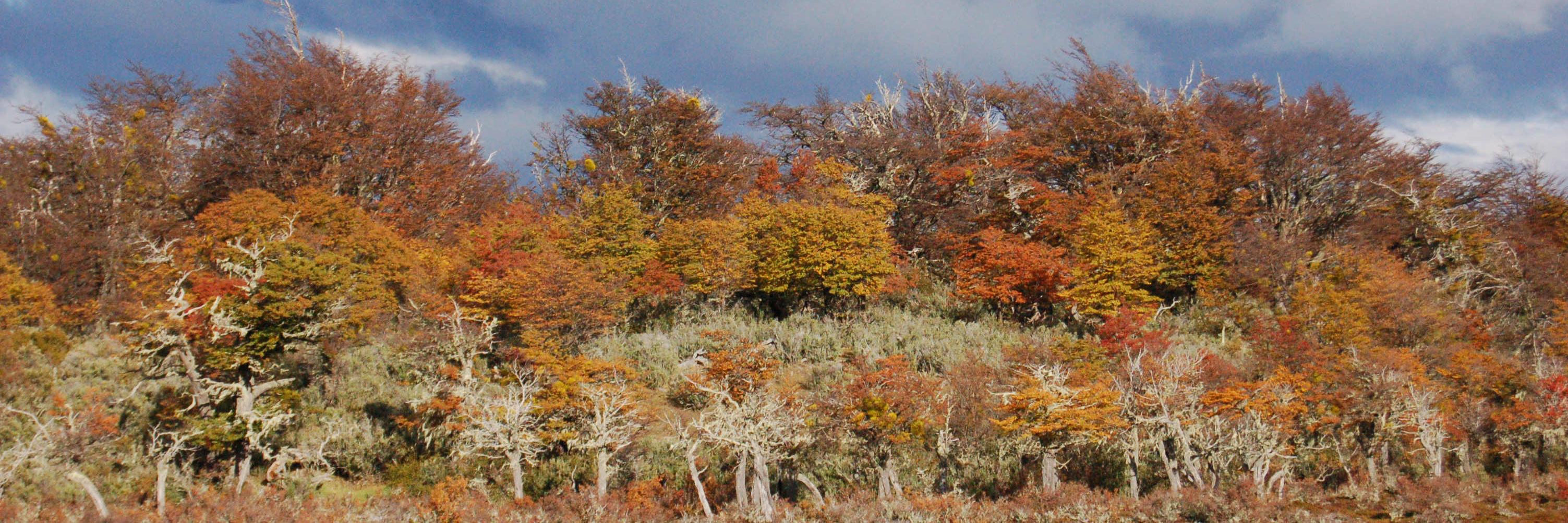 Conservacion_cl's profile banner image