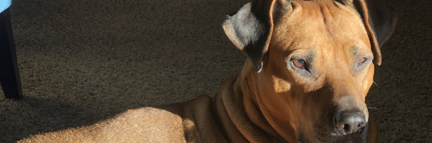 Redblkfenix's profile banner image