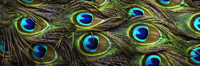 Chippy_P's profile banner image