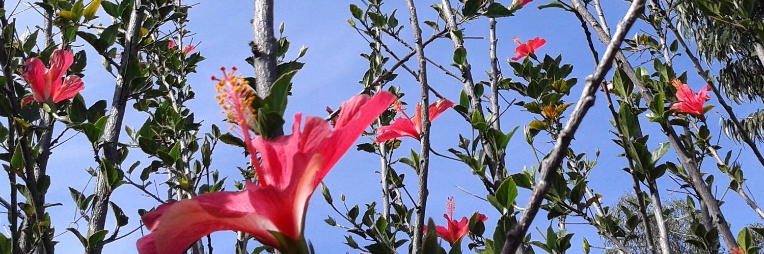 MariaPaulaRinc2's profile banner image