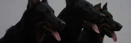 aslammarzalan's profile banner image