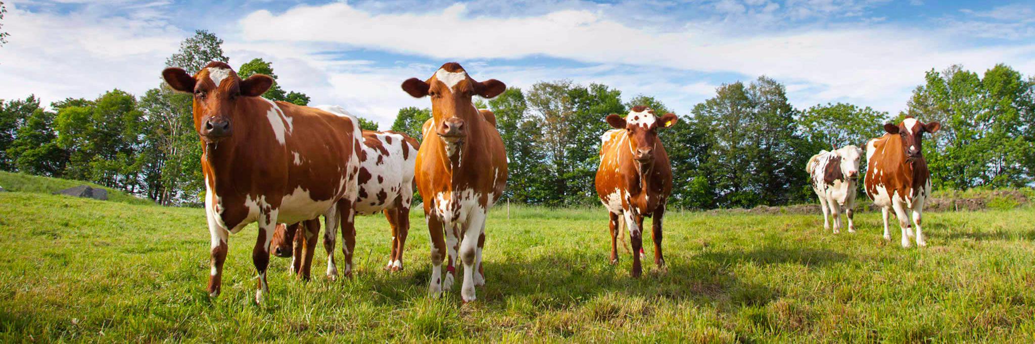 howard wilkinson banner