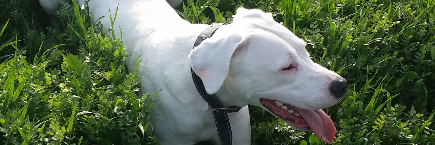 patinho77's profile banner image