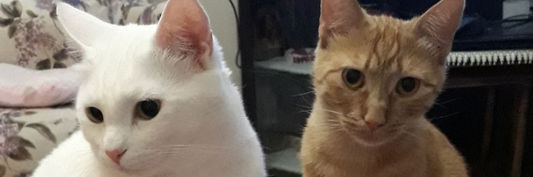 FatmaOnsun1's profile banner image