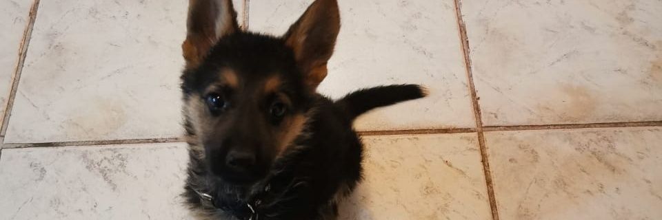 tebadominguez's profile banner image