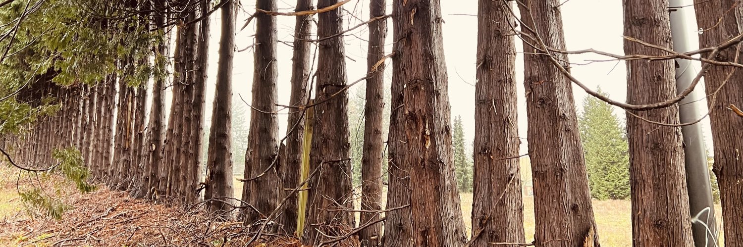 paulpuzzella's profile banner image