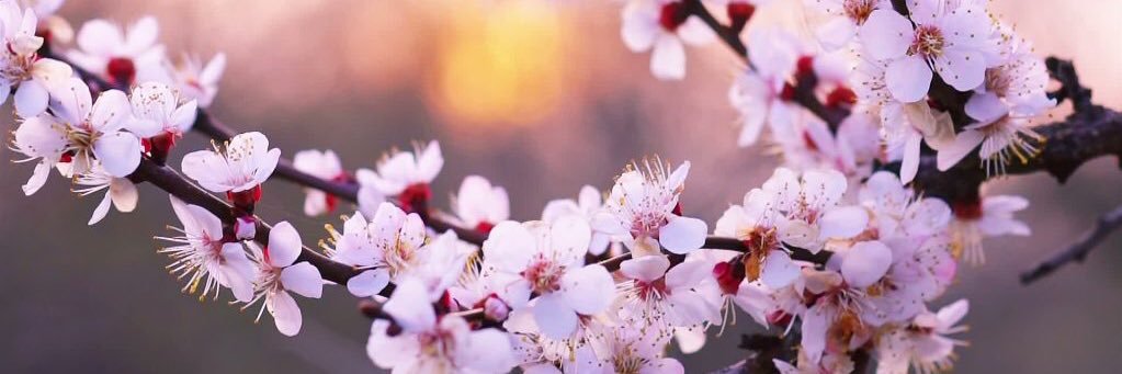 sakuraskycom's profile banner image