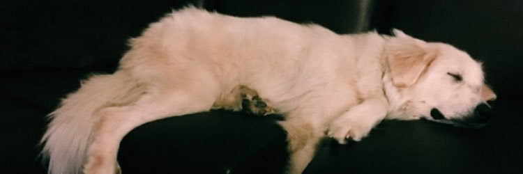 mereedithhhh's profile banner image