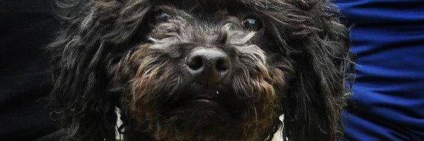 Mooureena Profile Banner