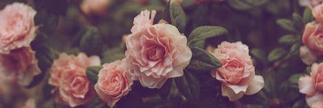 ElsyNovia's profile banner image