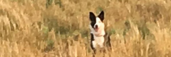 BooMonstersMum's profile banner image