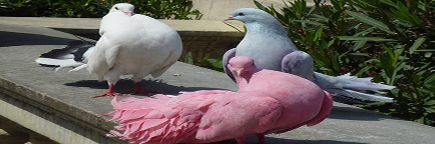 picsturb's profile banner image