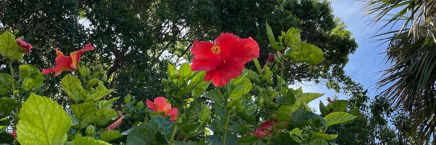 _jesstriplett's profile banner image