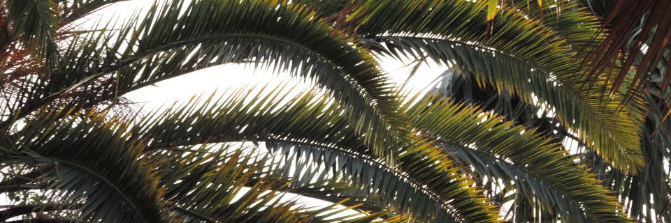 iloveneese's profile banner image