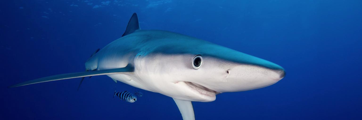 bakashark's profile banner image