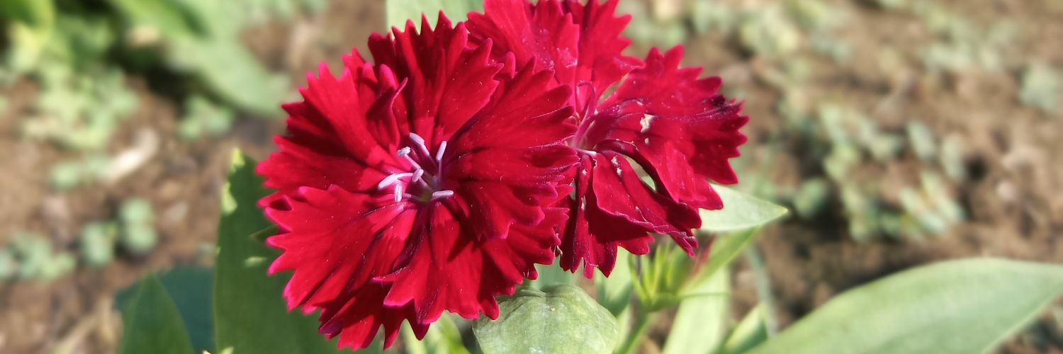 سعيد السناني banner