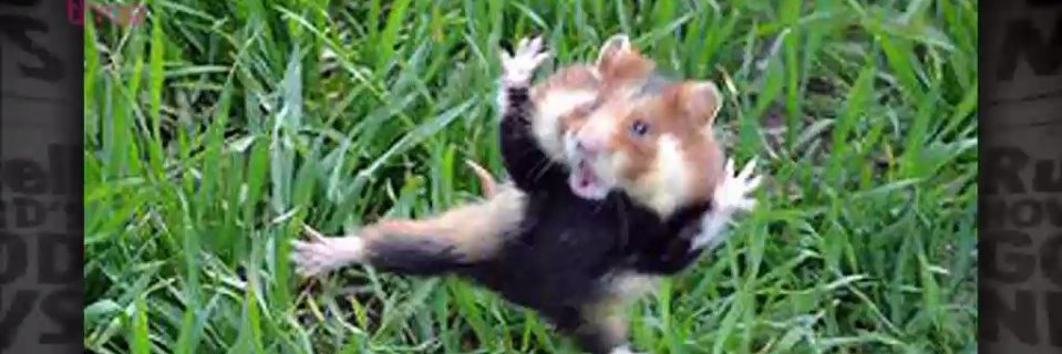 BLAKISBAK's profile banner image