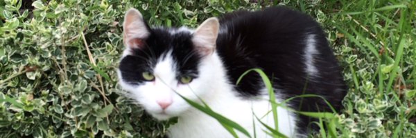 ossocool Profile Banner