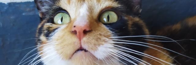 MariaToBr's profile banner image