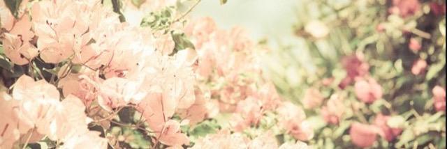 AliceByford's profile banner image