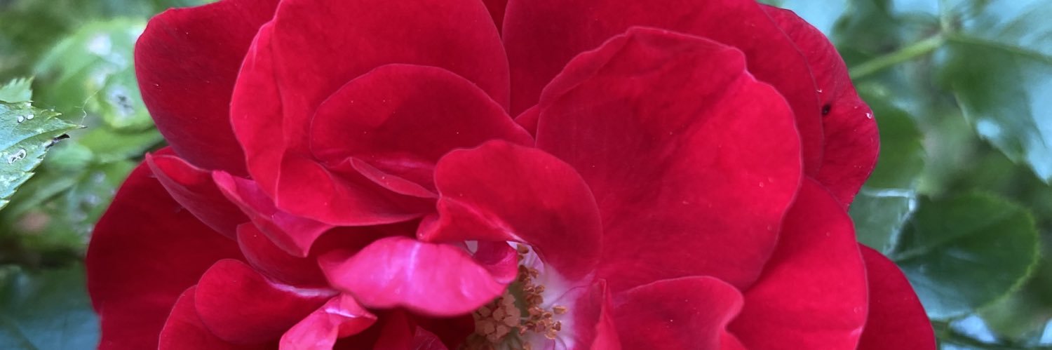 AngiePhill11's profile banner image