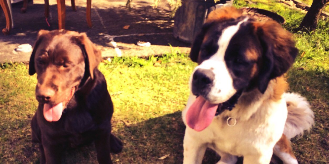 perro47's profile banner image