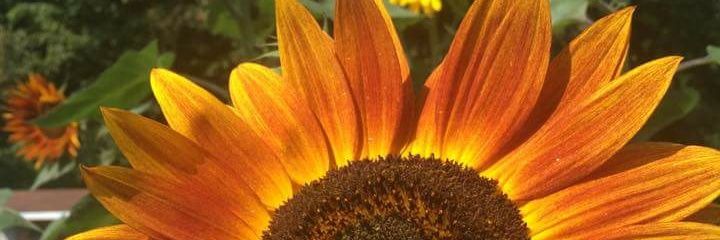 RoseStevens85's profile banner image