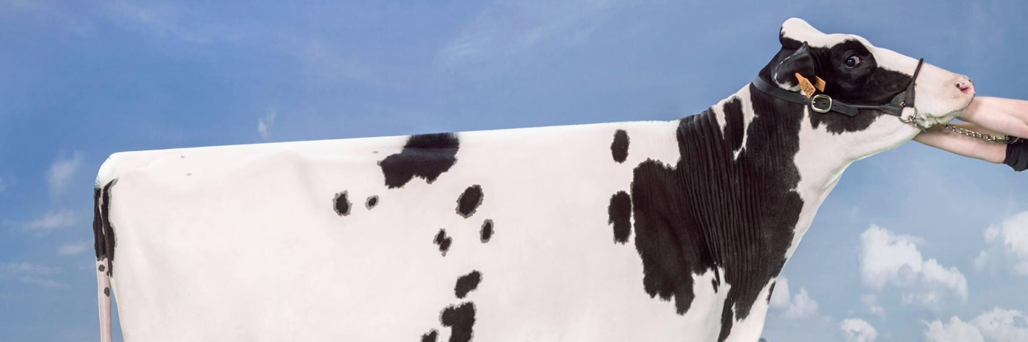 THuybrechts's profile banner image