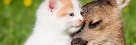 christaniser's profile banner image