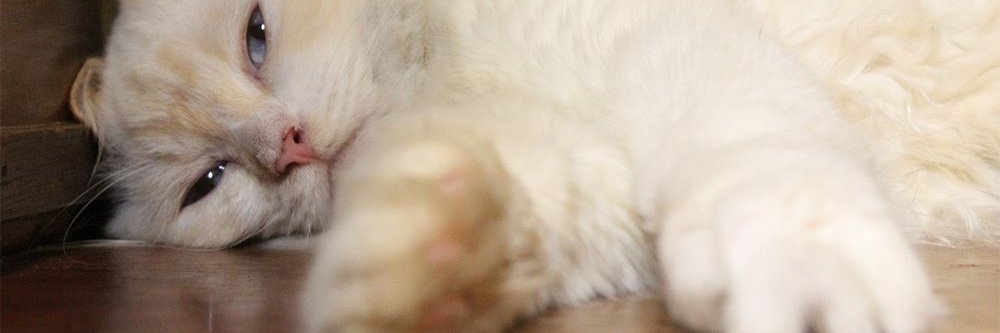KyleLlave's profile banner image