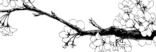 ani_brac's profile banner image
