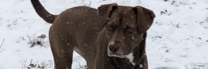 Stuart Pitt🇺🇸🦅 banner