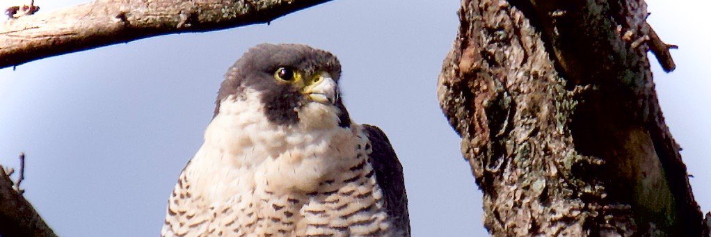 birdsights's profile banner image