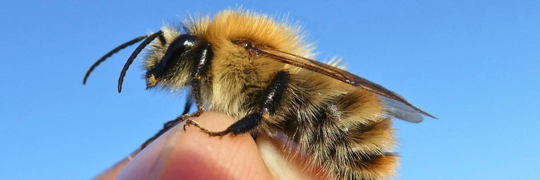 Bumblebee Conservation Trust's banner