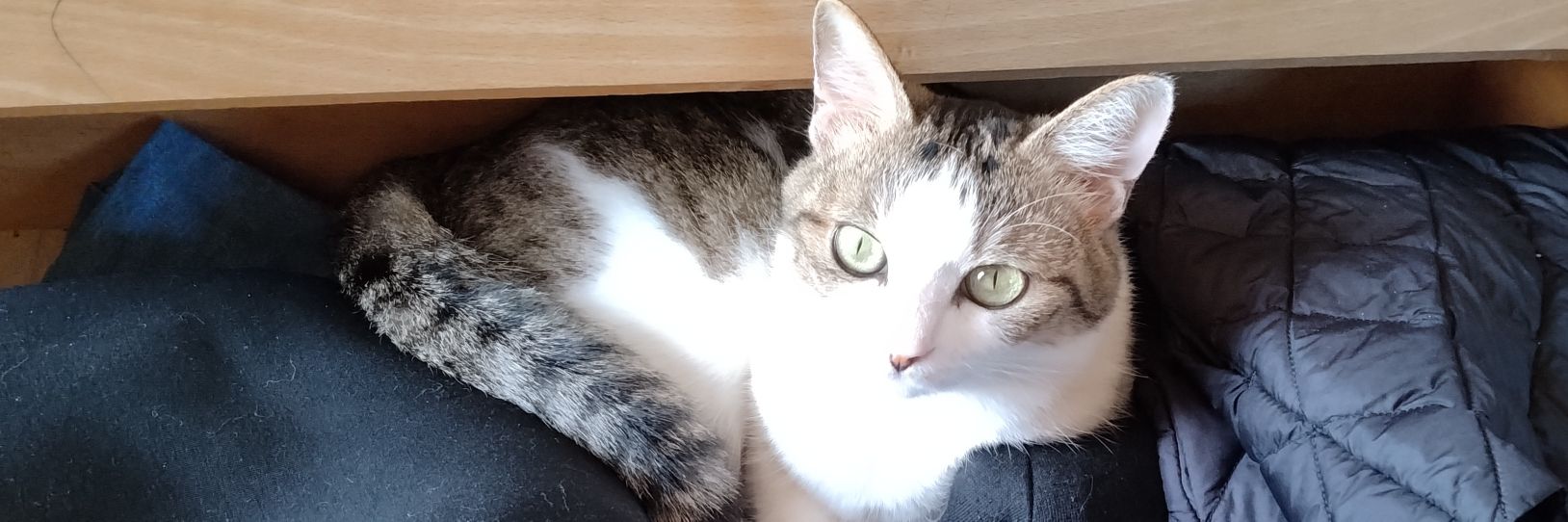 SmallLadyI's profile banner image