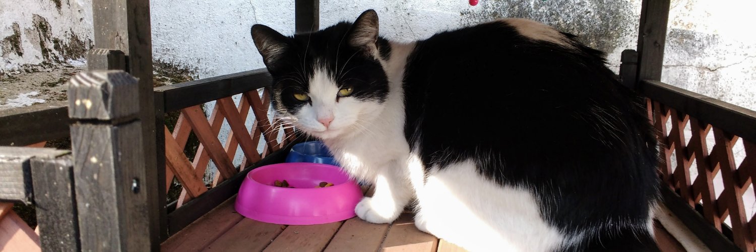 TeamCatMojo's profile banner image