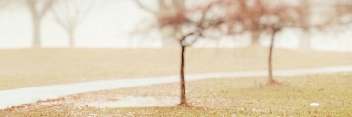 Brocheromelida's profile banner image