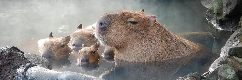 Genève CampbeII banner