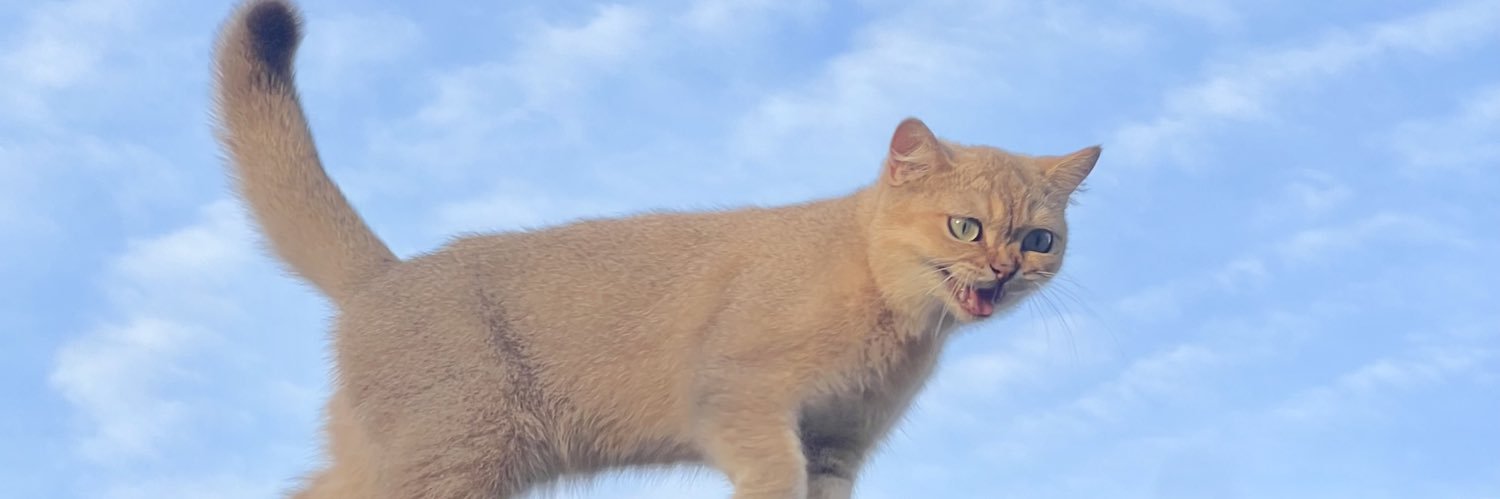 ndsyfn's profile banner image