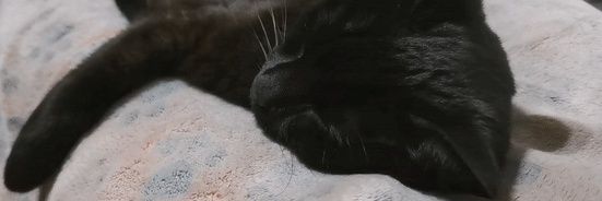 sammipixie's profile banner image