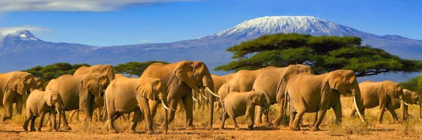 TungaMahadia Profile Banner