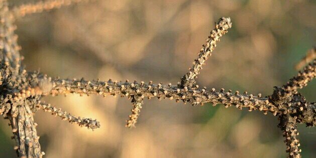 Marian Kostadinov banner