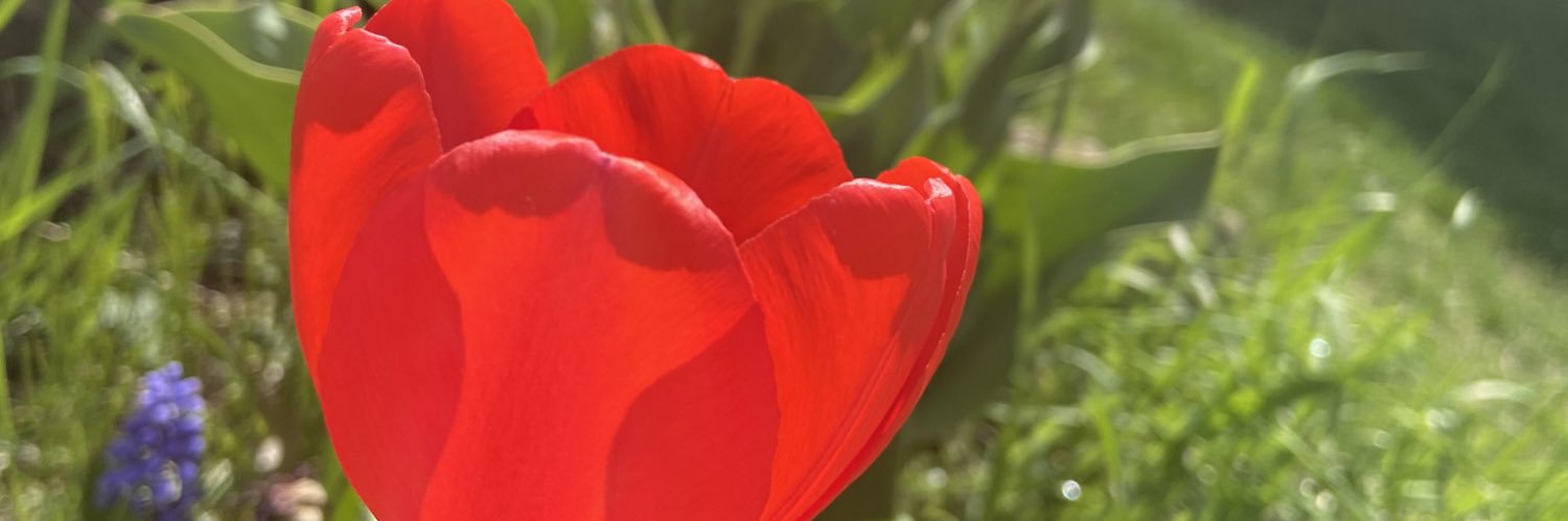 Stephanie Backus banner
