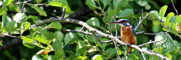 Klavisima Profile Banner