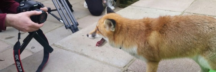 performing_pets's profile banner image