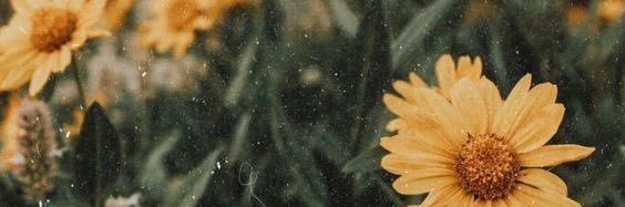 moonicerise's profile banner image