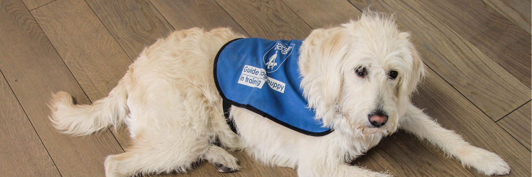 TheGuidePuppy's profile banner image