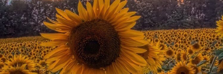 KatelynBrown24's profile banner image