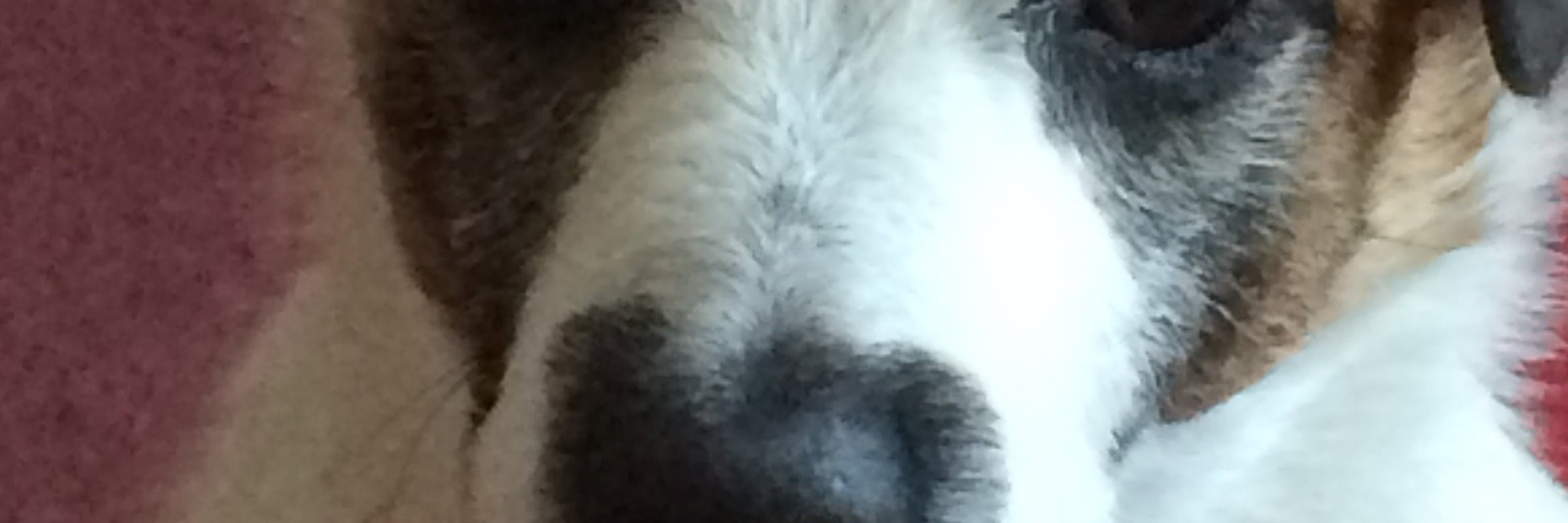 2wheelsrbetathan4 banner