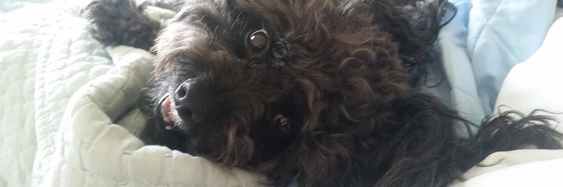 Cutestpupever's profile banner image